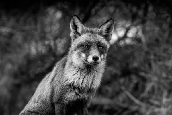 red wild fox black and white photo