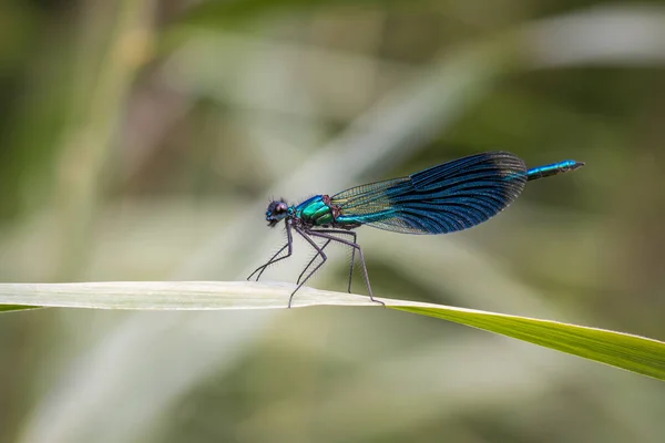 Macro Photo Male Emperor Dragonfly Anax Imperator — Stock Photo, Image