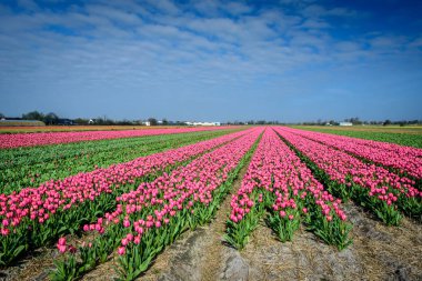 Hollanda'nın Zuid-Holland eyaletinin Lisse ve Sassenheim kasabaları arasında yer alan sisteki bir çiçek tarlasının havadan görünümü