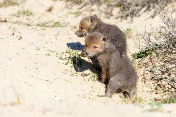 Kumda kırmızı tilki yavruları