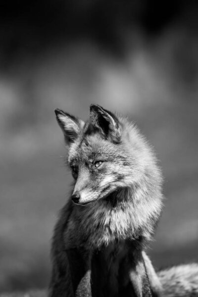 Red fox close up black and white