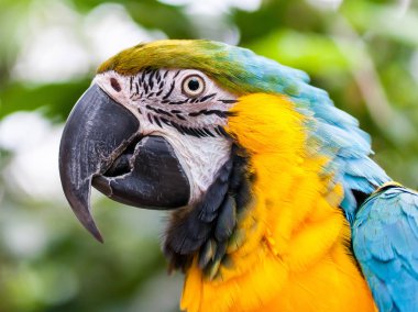 Parlak mavi-sarı macaw portresi