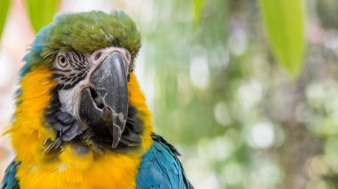 Parlak mavi-sarı macaw portresi