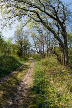 Bahar park yeşil ağaçlar ile
