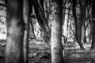 Ağaçların arkasına saklanan küçük doe