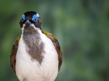 Mavi yüzlü bal yiyen portresi