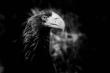 Keskin gagalı tehlikeli kuş portresi