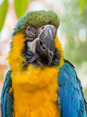 Parlak mavi-sarı macaw portresi