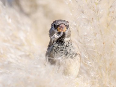 Uzun otların arasında saklanan serçe