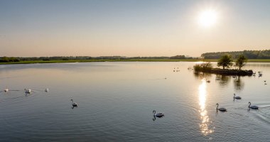 Kuğular akşam gölette yüzüyor