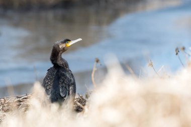 Doğal yaşam alanında siyah tüylü büyük karabatak