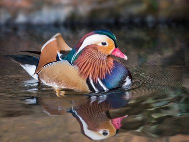 Mandarin ördeği gölette yüzüyor.