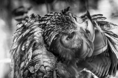 Bulanık arka plan üzerinde küçük yabani baykuş portresi