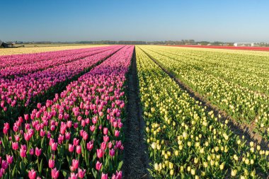 Hollanda'da tarlada lalelerin olgunlaşması.