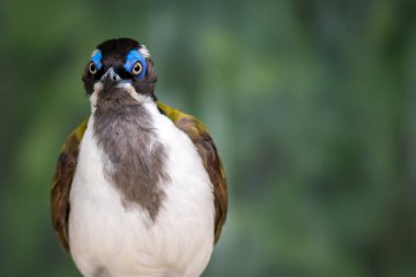 Mavi yüzlü bal yiyen portresi