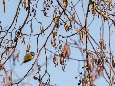 Sevimli pimpelmees ağaç üzerinde oturan