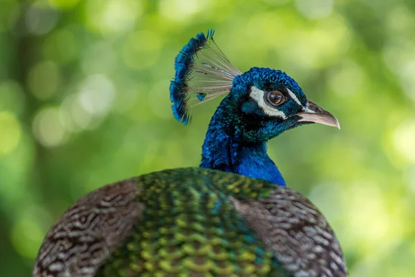 Grön Påfågel Porträtt Nära Utsikt — Stockfoto