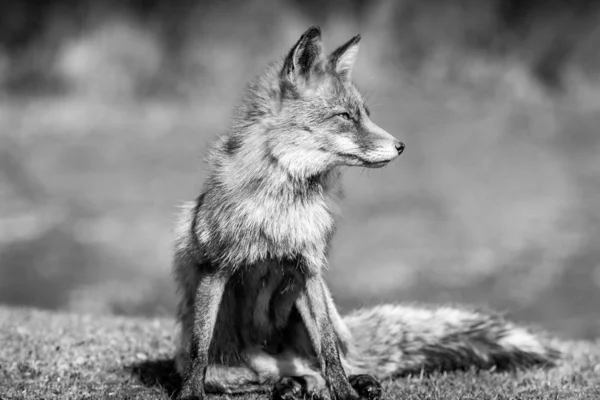 Black and white portrait of wild fox