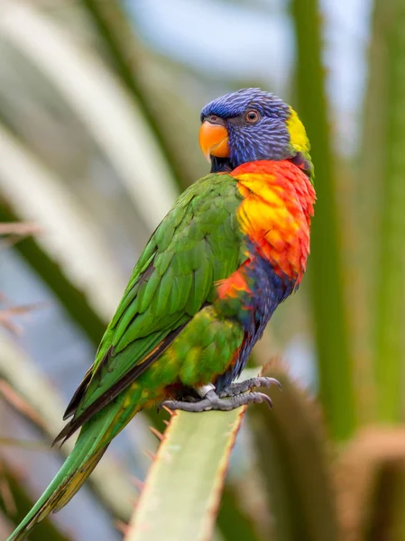 Porträtt Rainbow Lorikeet Parrot Sitter Bush Suddig Grön Bakgrund — Stockfoto