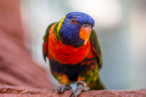 Rainbow Lorikeet Papuga Siedzi Drzewie — Zdjęcie stockowe