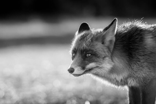 Black and white portrait of wild fox