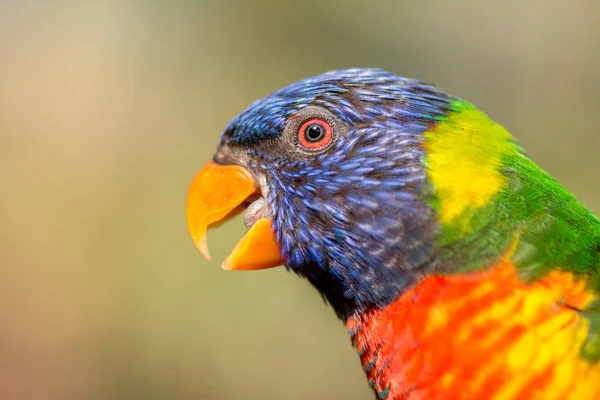 Portret Tęczowej Lorikeet Papuga Siedzi Krzew Niewyraźne Zielone Tło — Zdjęcie stockowe