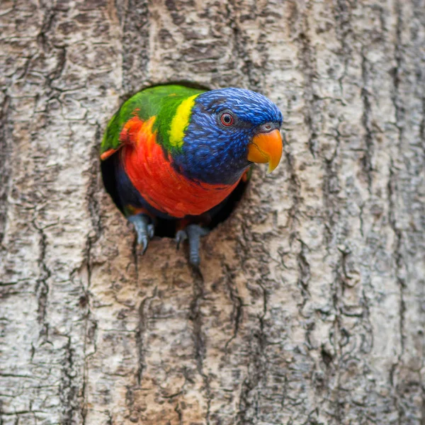 Gökkuşağı lori papağan ağaç üzerinde oturan