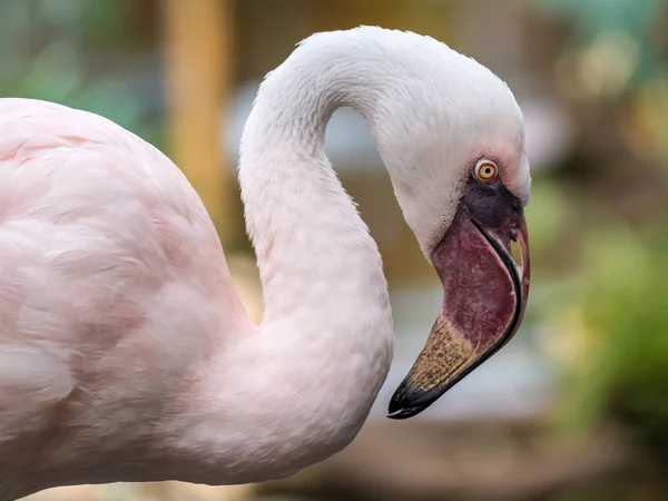 Portrait of pink flamingo bird