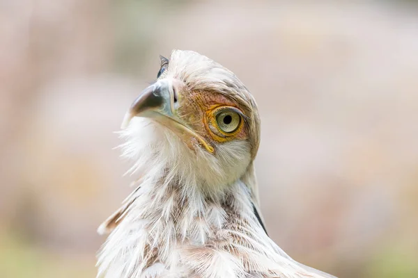 Portret Niebezpiecznego Ptaka Ostrym Dziobem — Zdjęcie stockowe