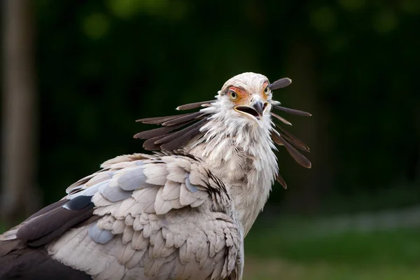 Niebezpieczny Ptak Bliski Widok — Zdjęcie stockowe