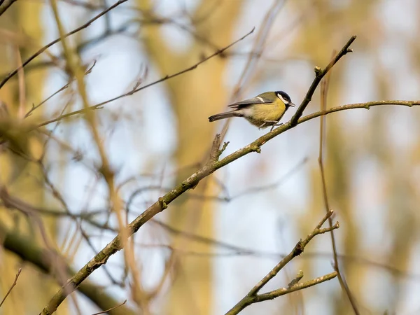 Parus Mayor Pájaro Sentado Árbol — Foto de Stock