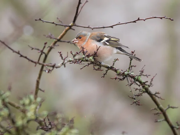 Gemensamma Bofinken Uppflugen Träd — Stockfoto
