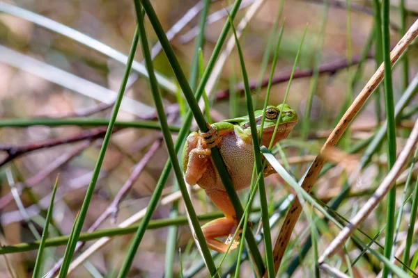 Yeşil Kurbağa Çim Kazığa Tırmanma — Stok fotoğraf