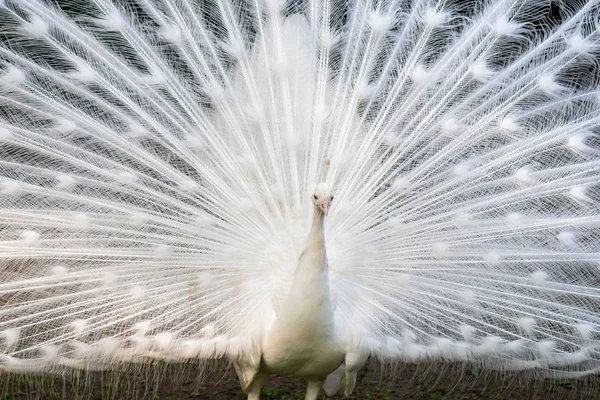 Fehér Peafowl Elegáns Farokkal — Stock Fotó