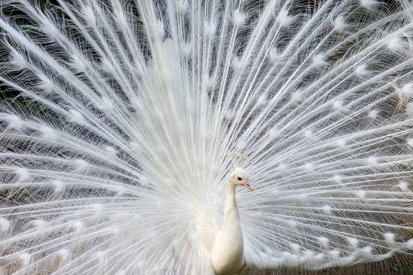 Peafowl Blanco Con Cola Elegante — Foto de Stock