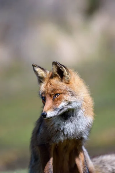 Άγρια Κόκκινη Αλεπού Στο Πάρκο — Φωτογραφία Αρχείου