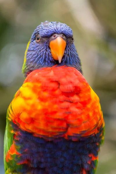 Portret Papugi Lorikeet Tęczy — Zdjęcie stockowe
