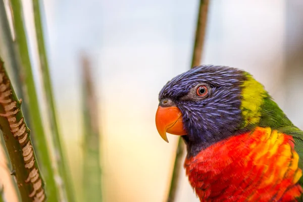 Retrato Loro Loro Arco Iris Sentado Arbusto Sobre Fondo Verde — Foto de Stock