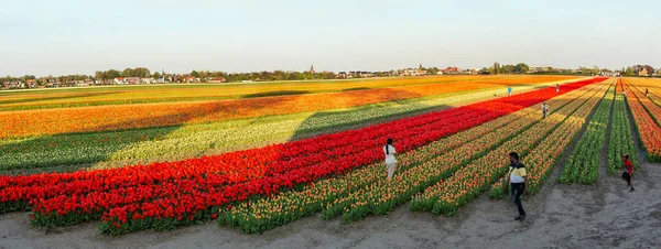 Amadurecimento Tulipas Campo Holanda — Fotografia de Stock