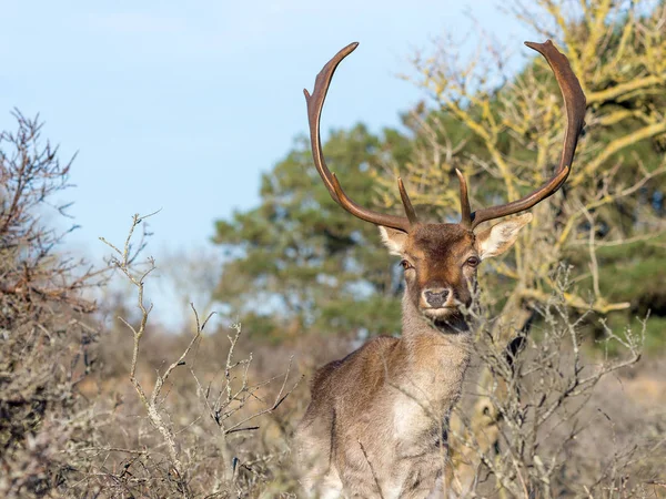 Deer Giant Horns Forest — Stock Photo, Image