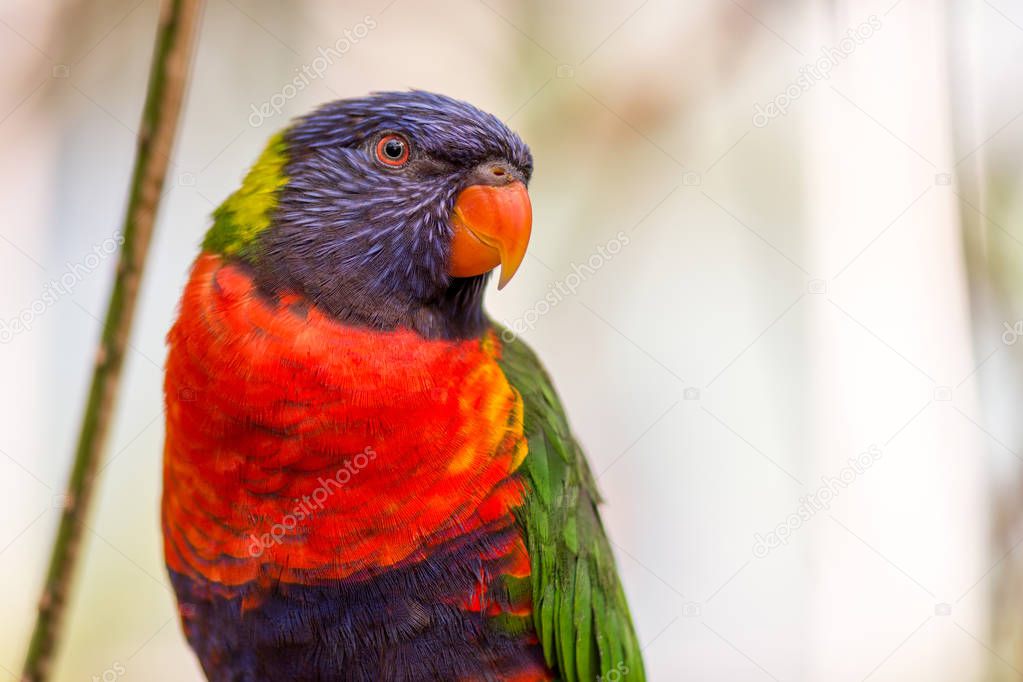 Portrait of rainbow lorikeet parrot