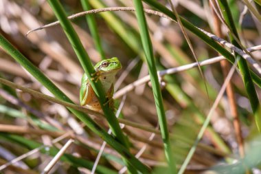 Yeşil çimenler üzerinde asılı yeşil kurbağa yakın görünümü
