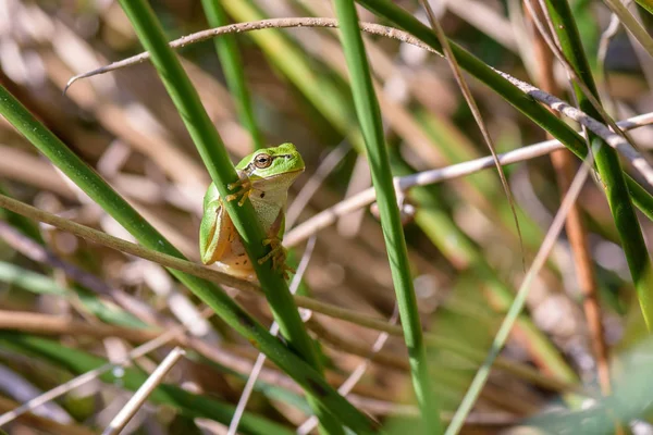 Close view of green frog hanging on green grass