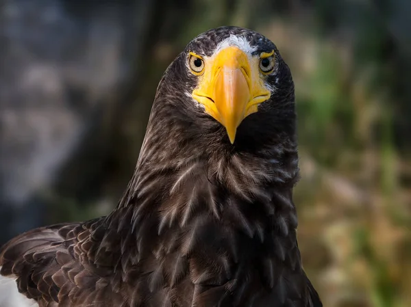 Widok Bliska Portret Steller Sea Eagle — Zdjęcie stockowe