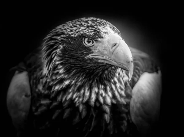 Widok Bliska Portret Steller Sea Eagle — Zdjęcie stockowe