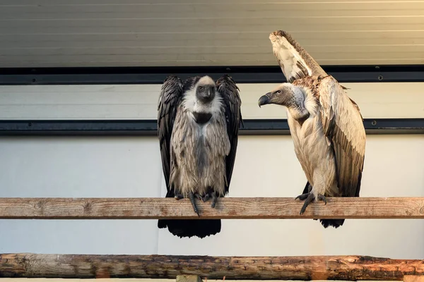 Couple of vulture birds sitting on wooden plank