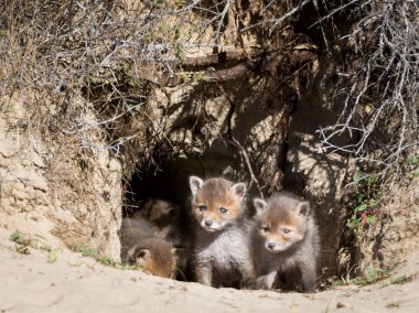 Yuvadan bakan küçük tüylü tilki yavruları