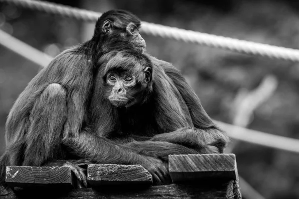 Fechar Vista Retrato Macacos Negros Fundo Embaçado — Fotografia de Stock