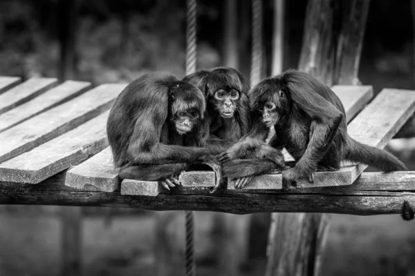 Cerrar Vista Retrato Monos Negros Sobre Fondo Borroso —  Fotos de Stock