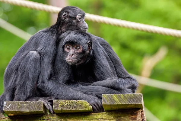 Fechar Vista Retrato Macacos Negros Fundo Embaçado — Fotografia de Stock